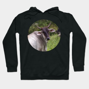 bufallo Hoodie